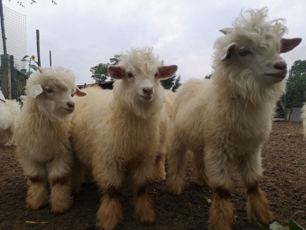 Cashmere Baby Goat
