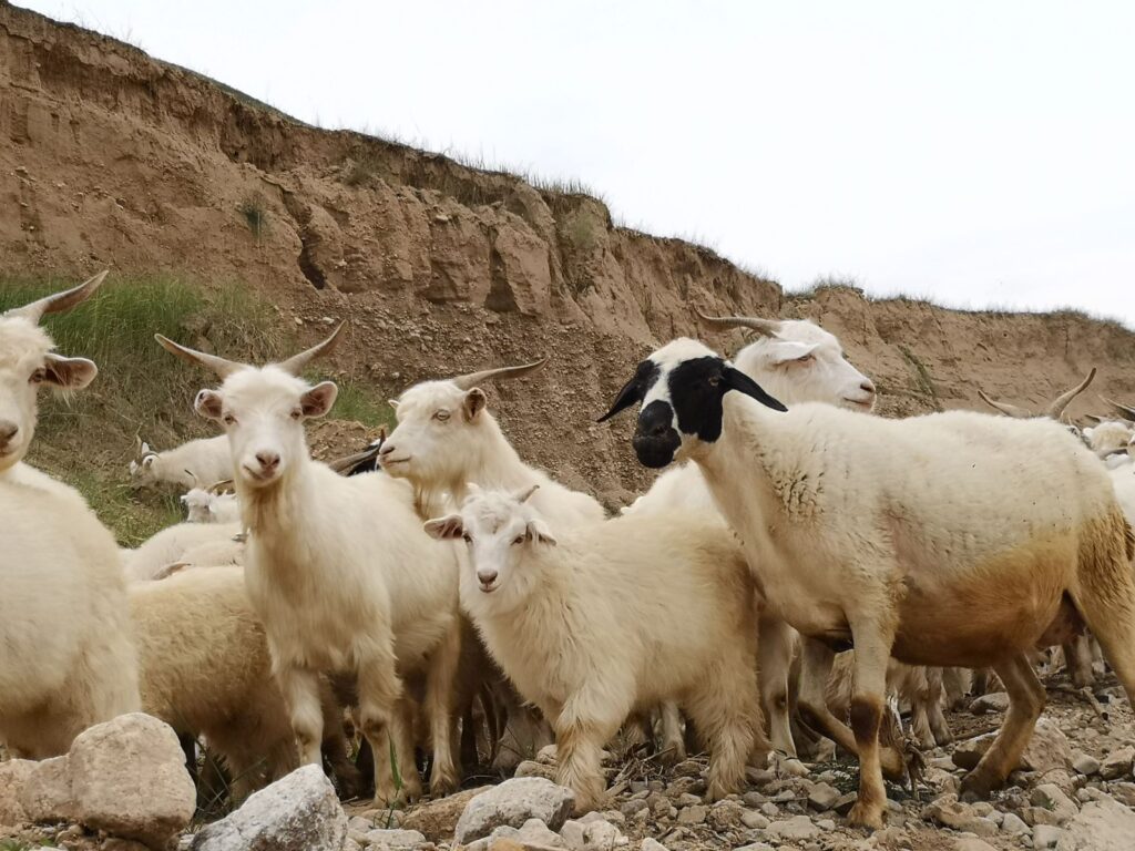 Australian Cashmere Goat