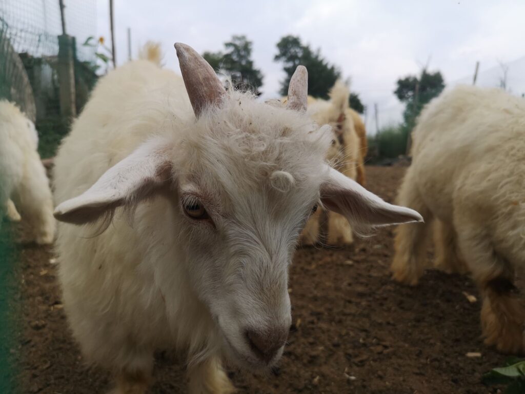 Different Methods of Harvesting Cashmere Wool